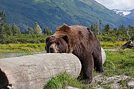 成年,雄性,棕熊,原木,阿拉斯加野生动物保护中心,阿拉斯加,夏天,俘获