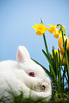白色,小兔,坐,旁侧,水仙花,复活节彩蛋