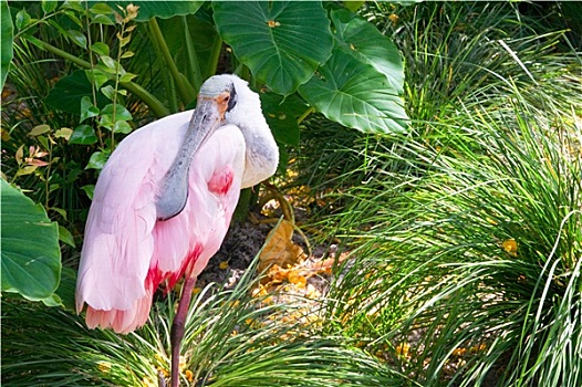 粉红琵鹭,鸟,艺术,粉色,佛罗里达,埃弗格来兹