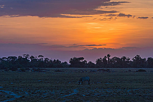 肯尼亚安博西里国家公园日落