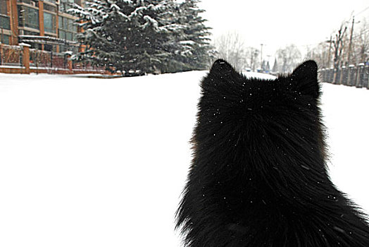 雪地上一只狗的背影