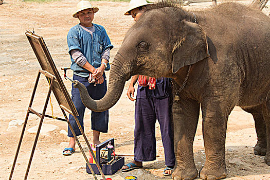 泰国,大象,露营,使用,象鼻,涂绘,绘画,只有