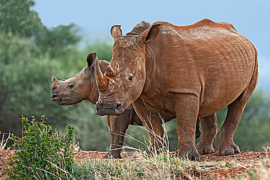 白犀牛,幼兽,南非,非洲