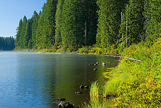 树,湖岸,清晰,湖,景色,旁路,威勒米特国家公园,俄勒冈,美国