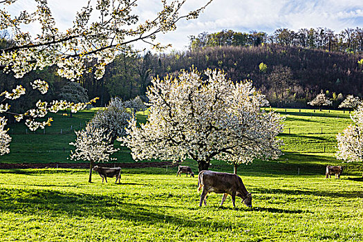 母牛,盛开,樱桃树,牧场,瑞士