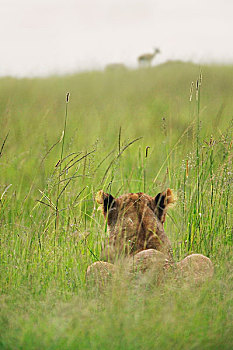 狮子,隐藏,草,等待,马赛马拉国家保护区,肯尼亚
