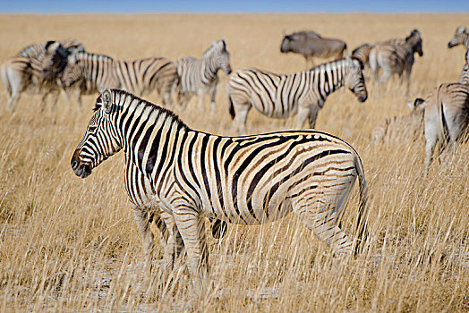 斑马,牧群,草地,埃托沙国家公园,纳米比亚,非洲