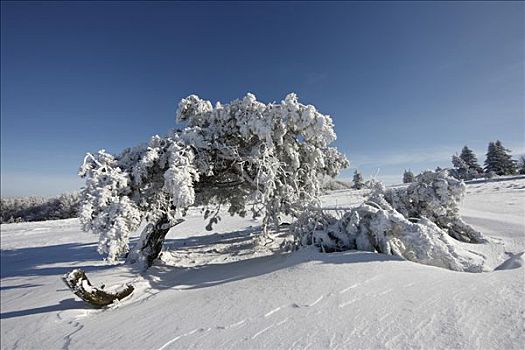 积雪,松树,山,靠近,比索夫斯海姆,山峦,巴伐利亚,德国,欧洲