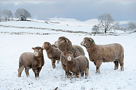 多西特,绵羊,羊羔,冬天,状况,英格兰