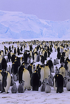 南极,帝企鹅,生物群