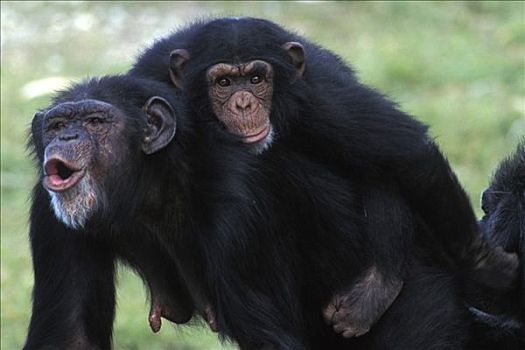 黑猩猩,类人猿
