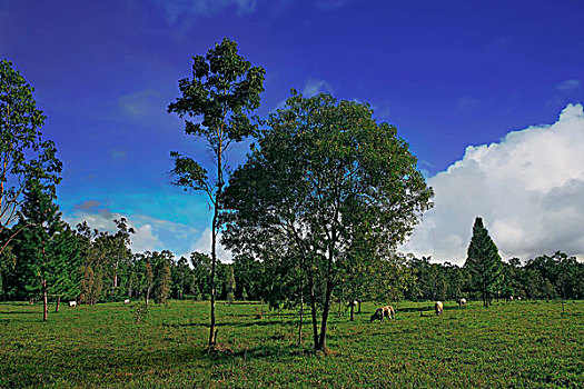 母牛,放牧,绿色,草场,澳大利亚