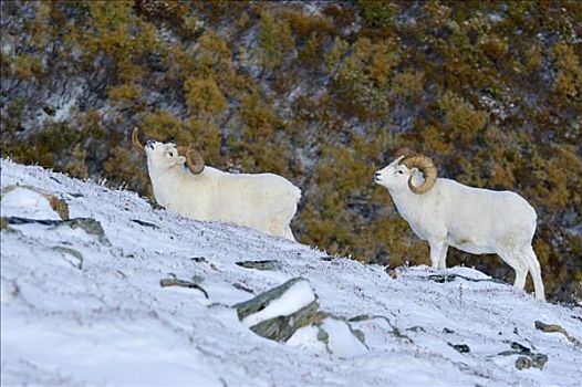 野大白羊,白大角羊,群,雪景,德纳里峰,国家公园,阿拉斯加,美国