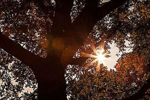 阳光,树,早,秋天