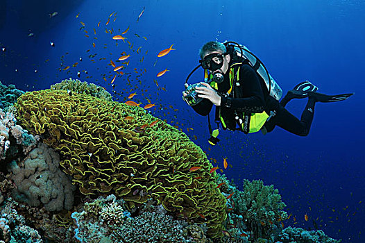 潜水,摄影,珊瑚礁,红海,埃及,非洲