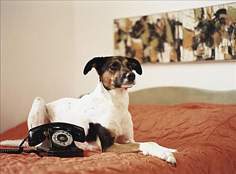 狗,躺着,床,电话