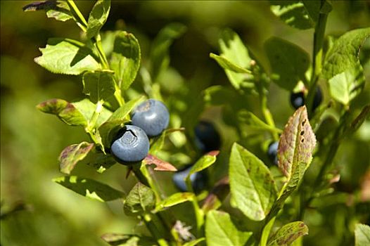 蓝莓,欧洲越桔,大,蓝色,水果,上萨瓦,法国