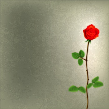 抽象,低劣,背景,红玫瑰