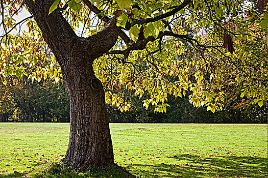 落叶树,逆光,莱茵兰普法尔茨州,德国,欧洲