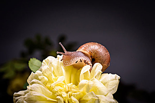月季花上的蜗牛