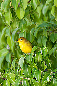 黄色,鸣禽,美洲黄莺,女性,曼萨尼约,树,加拉帕戈斯群岛,厄瓜多尔