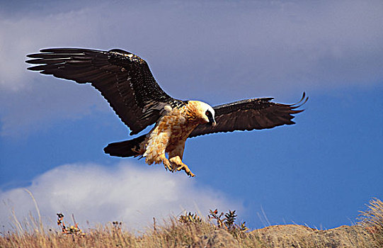 胡须,秃鹰,飞行,德拉肯斯堡,南非