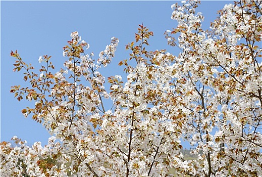 春天,盛开,樱桃树
