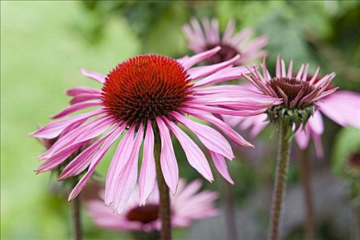 花,紫色金花菊,松果菊