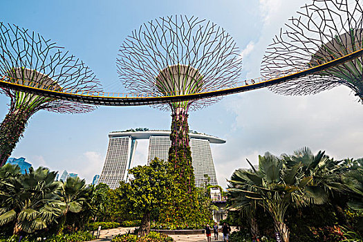 桥,大树,小树林,花园,湾,新加坡,亚洲