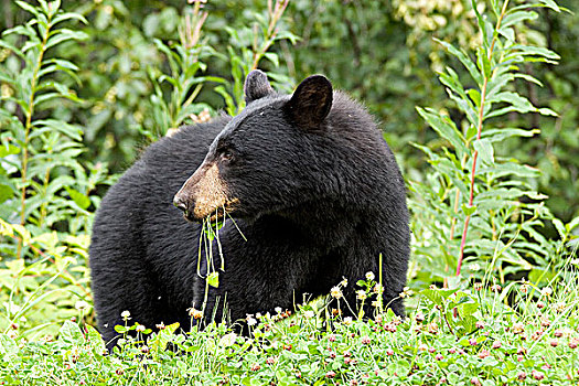 黑熊,美洲黑熊,吃草,郊区,北方,不列颠哥伦比亚省,加拿大