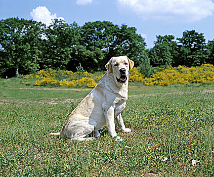 黄色拉布拉多犬,狗,站立,草坪