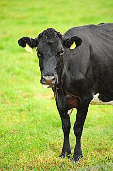 新西兰农场牛群