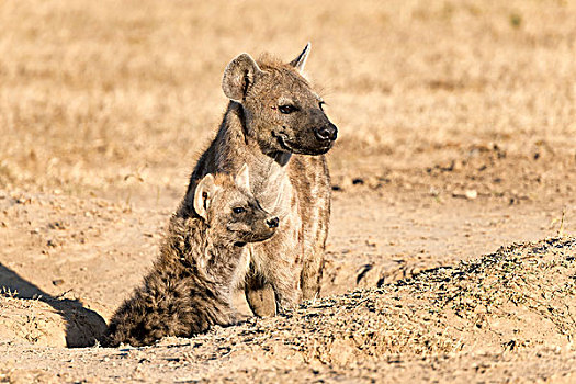 斑鬣狗,幼兽,向外看,窝,肯尼亚,非洲