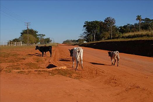松,母牛,深红,道路,巴拉圭