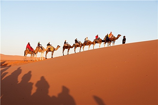 骆驼,驼队,旅游,撒哈拉沙漠,摩洛哥,非洲
