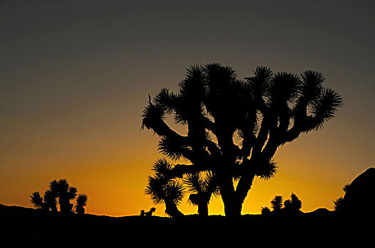 日落,约书亚树国家公园,加利福尼亚,美国