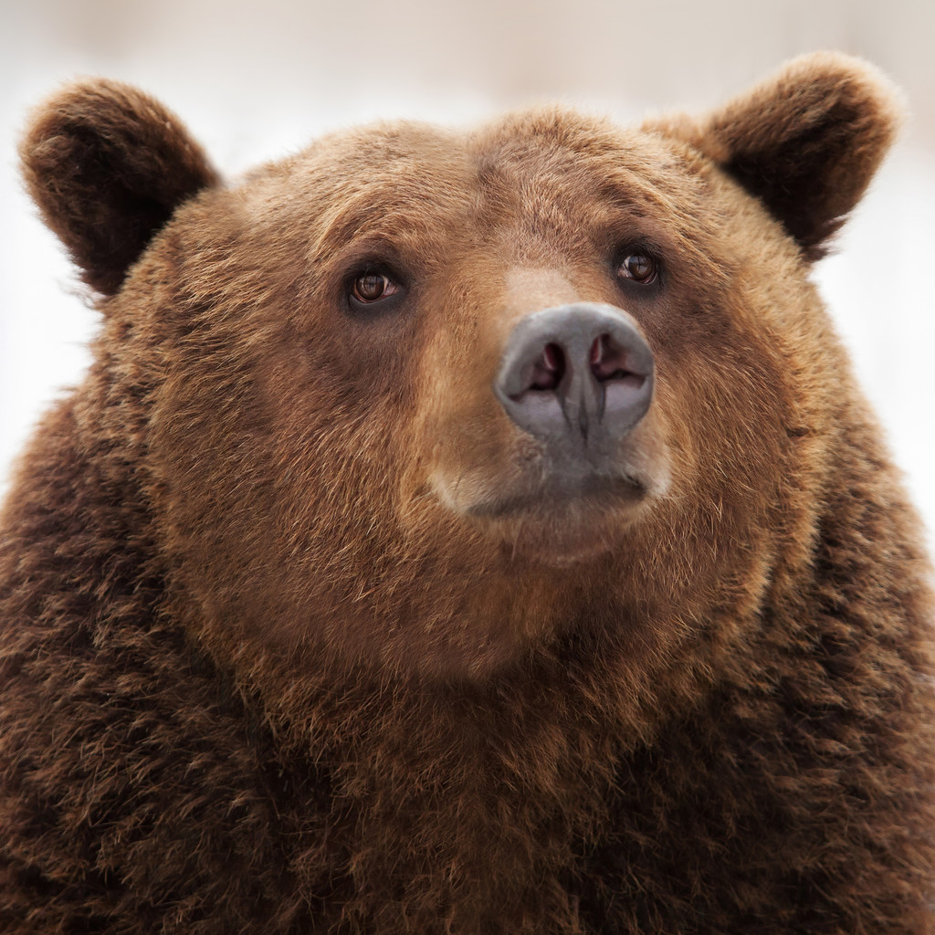 西伯利亚棕熊表情包图片