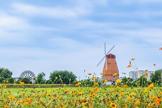 苏州市澄喜花田夏季风光