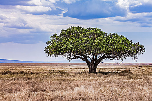 坦桑尼亚塞伦盖蒂草原自然生态景观