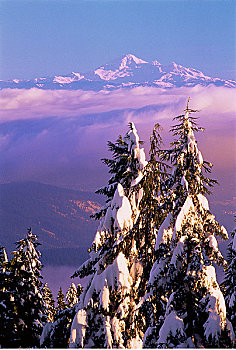 针叶树,雪中,不列颠哥伦比亚省,加拿大,贝克山,华盛顿,美国