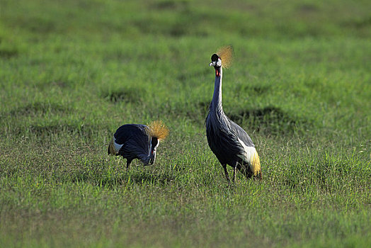 肯尼亚,安伯塞利国家公园,冠,鹤,草