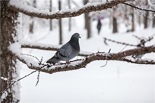 灰色,鸽子,坐在树上,冬天,白天