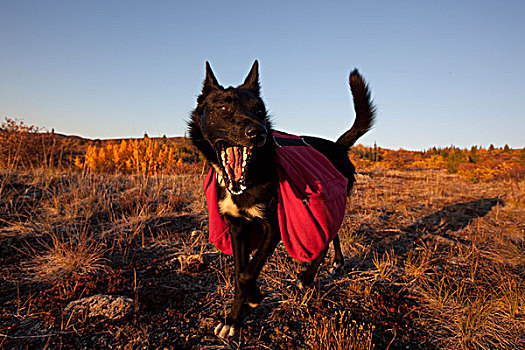 狗,雪橇狗,阿拉斯加,哈士奇犬,背包,秋色,深秋,靠近,鱼,湖,育空地区,加拿大,北美