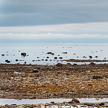 石头,海岸线,哈得逊湾,丘吉尔市,曼尼托巴,加拿大