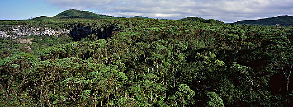 树林,圣克鲁斯岛,加拉帕戈斯群岛,厄瓜多尔