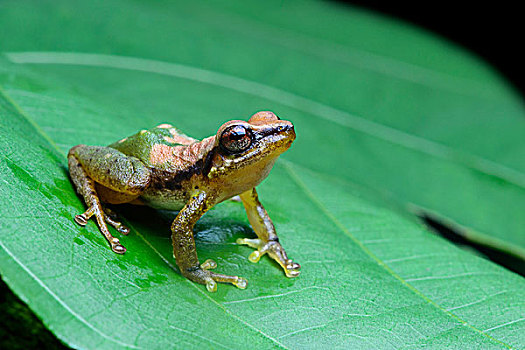 新热带区,青蛙,亚马逊雨林,国家公园,厄瓜多尔,南美