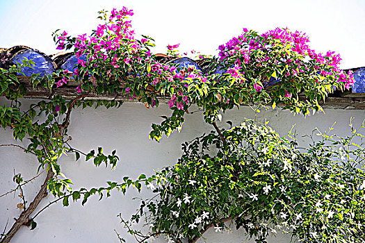 西班牙,叶子花属,茉莉,墙壁,屋顶,家