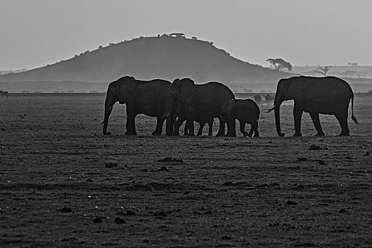 肯尼亚山国家公园非洲象群