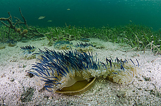 颠倒,水母,一对,海底,国家公园,古巴