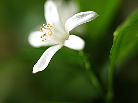 香草,花